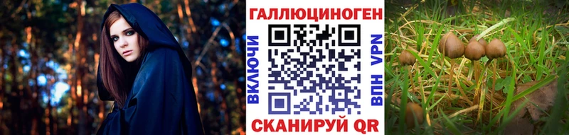 Купить  Очёр  Галлюциногенные грибы прущие грибы 
